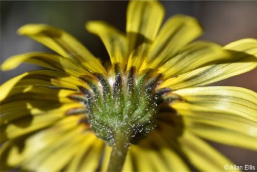 Involucral bracts